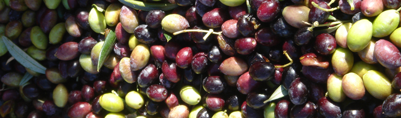Healthy Olives