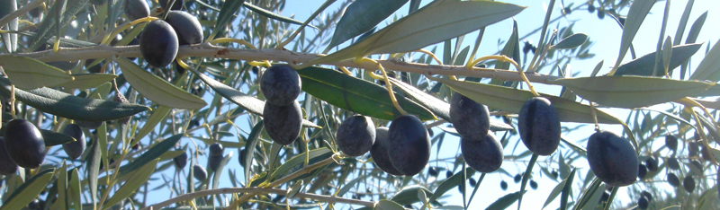 Kampia Olive Oil