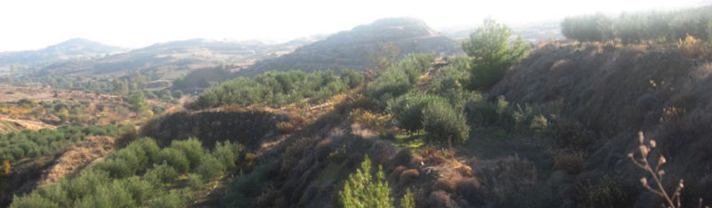 Kampia Olive Oil Estate